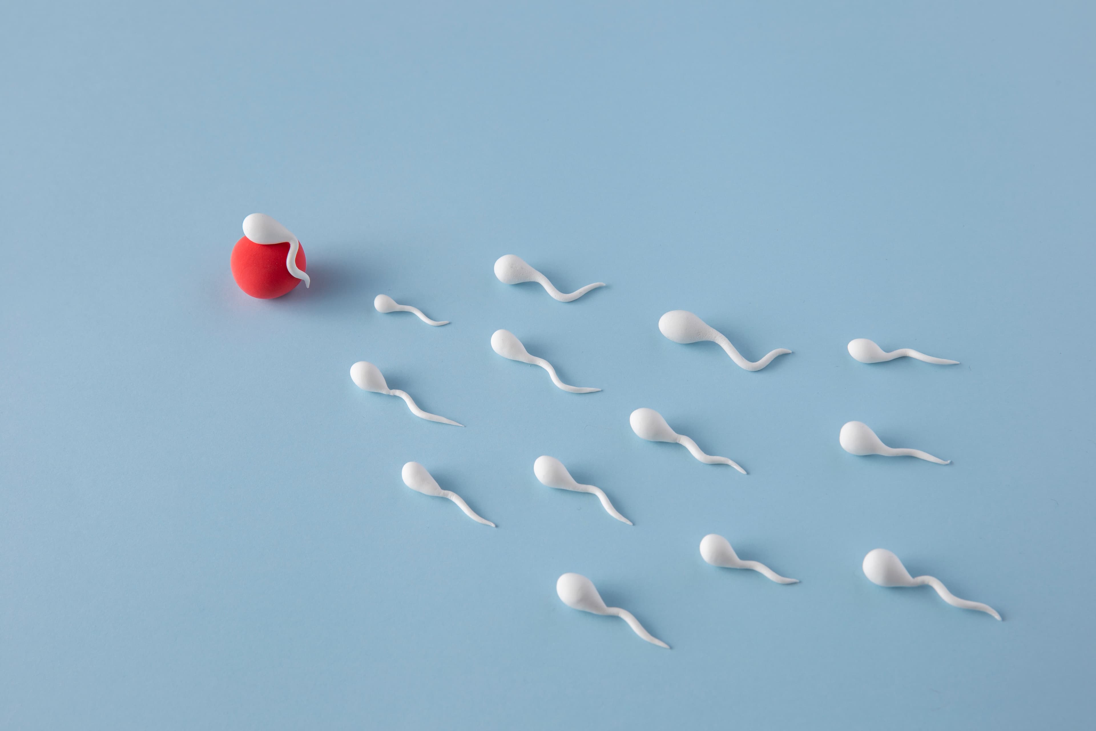 Illustration of sperm and egg representing male reproductive health awareness.